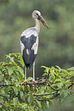 Image. Asian Openbill