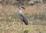 Image. Asian Openbill