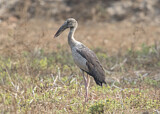 Image. Asian Openbill