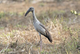 Image. Asian Openbill