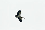 Image. Asian Openbill