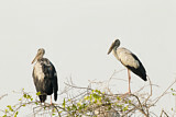 Image. Asian Openbill