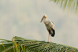 Image. Asian Openbill