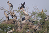 Image. Asian Openbill