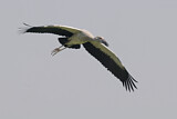 Image. Asian Openbill