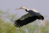 Image. Asian Openbill