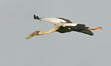 Image. Asian Openbill