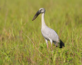 Image. Asian Openbill