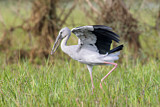 Image. Asian Openbill