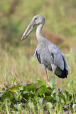 Image. Asian Openbill