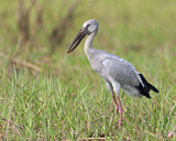 Image. Asian Openbill