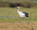 Image. Asian Openbill