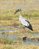 Image. Asian Openbill