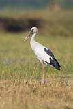 Image. Asian Openbill