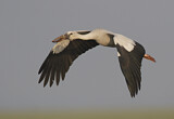 Image. Asian Openbill