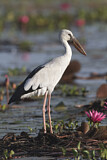 Image. Asian Openbill