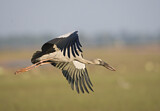 Image. Asian Openbill