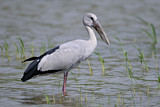 Image. Asian Openbill