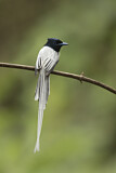 Image. Asian Paradise Flycatcher