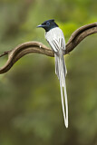 Image. Asian Paradise Flycatcher