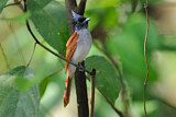 Image. Asian Paradise Flycatcher