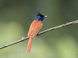 Image. Asian Paradise Flycatcher