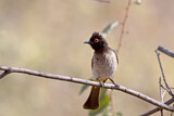 Image. Asian Red-eyed Bulbul