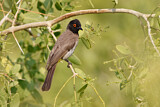 Image. Asian Red-eyed Bulbul