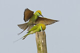 Image. Asiensmaragdspint