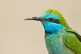 Image. Asiensmaragdspint