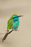 Image. Asiensmaragdspint