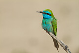 Image. Asiensmaragdspint