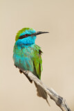 Image. Asiensmaragdspint