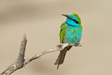 Image. Asiensmaragdspint