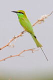 Image. Asiensmaragdspint