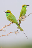 Image. Asiensmaragdspint
