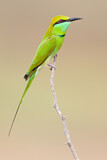 Image. Asiensmaragdspint