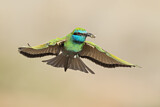 Image. Asiensmaragdspint