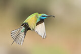 Image. Asiensmaragdspint
