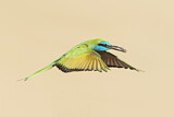 Image. Asiensmaragdspint