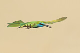 Image. Asiensmaragdspint