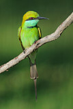 Image. Asiensmaragdspint