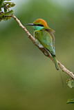 Image. Asiensmaragdspint
