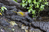 Image. Assam Laughingthrush