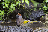 Image. Assam Laughingthrush