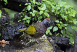 Image. Assam Laughingthrush