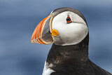 Image. Atlantic Puffin