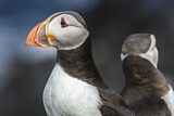 Image. Atlantic Puffin