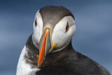 Image. Atlantic Puffin