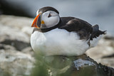 Image. Atlantic Puffin